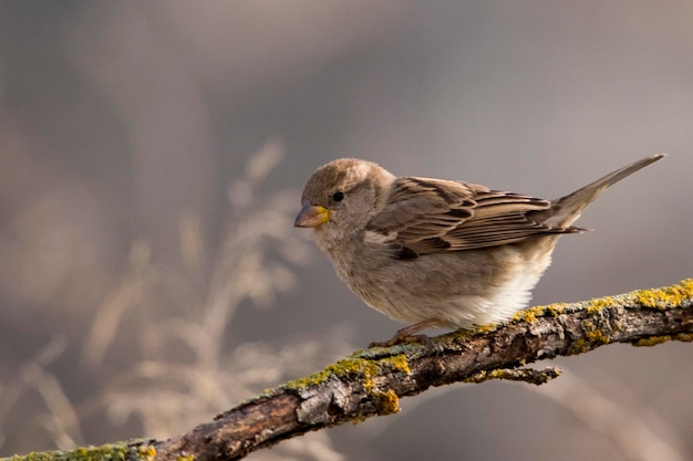 Passer hispaniolensis - The Moorish sparrow is a species of passerine bird in the Passeridae family 