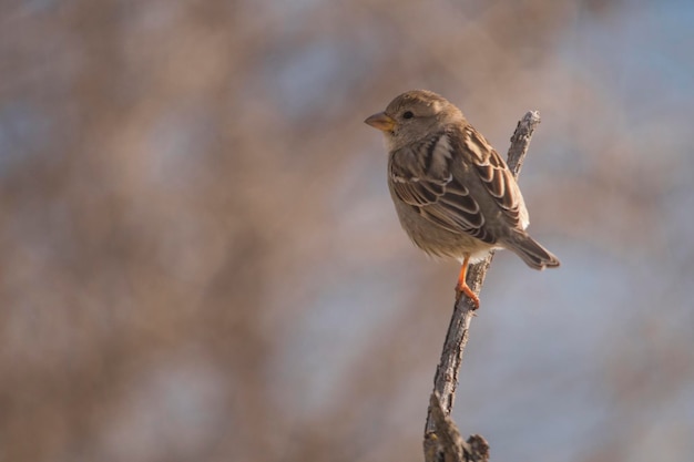 Passer hispaniolensis - The Moorish sparrow is a species of passerine bird in the Passeridae family 