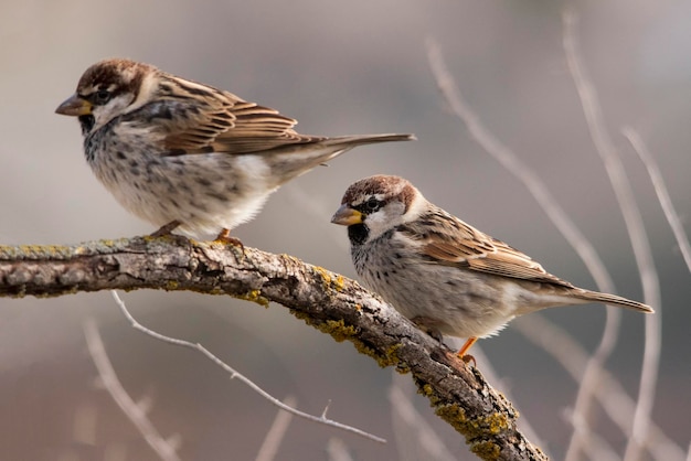 Passer hispaniolensis-ムーアのスズメは、スズメ科のスズメ目の鳥の一種です