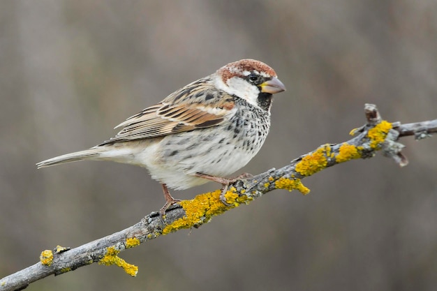 Passer hispaniolensis-ムーアのスズメは、スズメ科のスズメ目の鳥の一種です