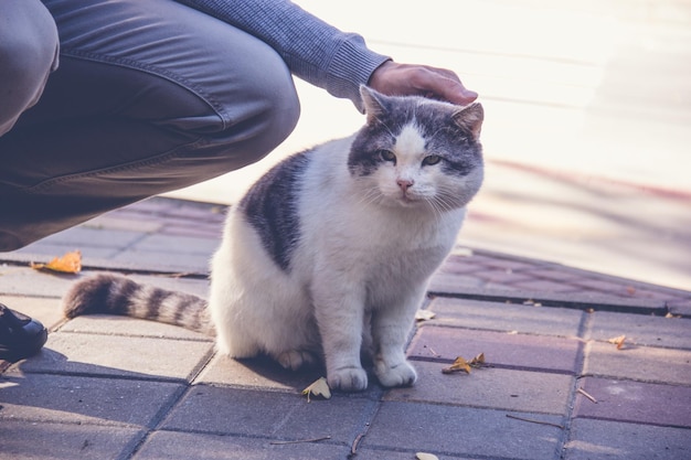 Фото Прохожий, гладящий уличного бездомного кота, погладил