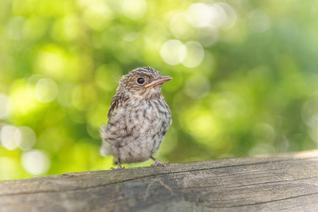 Passerine chick out of nest waiting for its parents in the forest