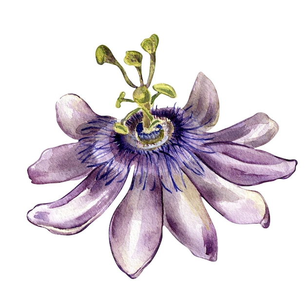 Passiebloem aquarel illustratie geïsoleerd op een witte achtergrond