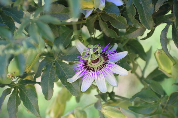 passiebloem en fruit