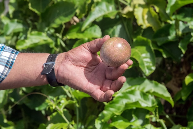 Passievrucht aan een boom klaar om te eten