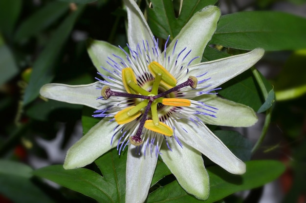 Passiflora bloem bloeien mooie bloem