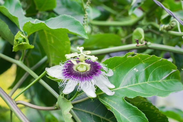 Passiflora edulis bestoven passievruchtbloem in teelt omringd door groene bladeren