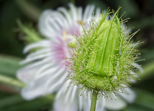 Passiflora foetida bush passion plant