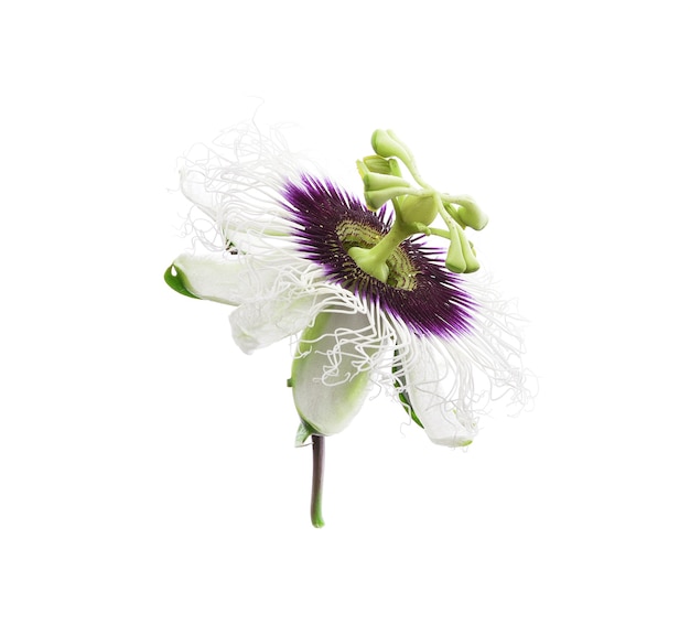 Passiflora geïsoleerd op wit