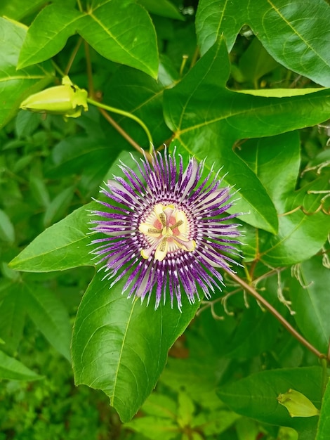 Passiflora incarnata is the scientific name for a species of flowering plant commonly known as the p