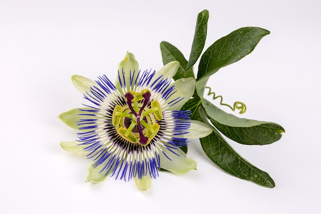 흰색 배경에 Passiflora incarnata