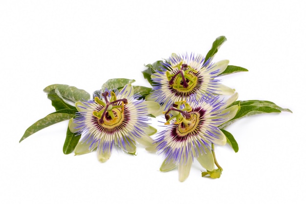 흰색 배경에 Passiflora incarnata