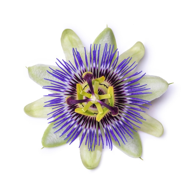 Passiflora passionflower isolated on white background Big beautiful flower