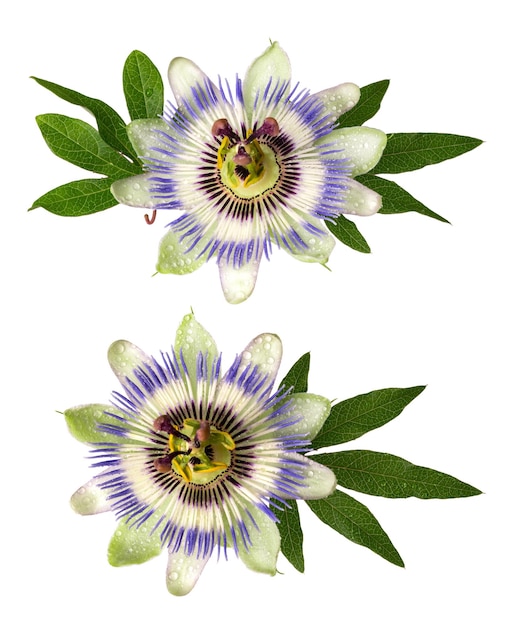 물 방울과 흰색 배경에 고립 Passiflora passionflower 큰 아름 다운 꽃 잎에 초점