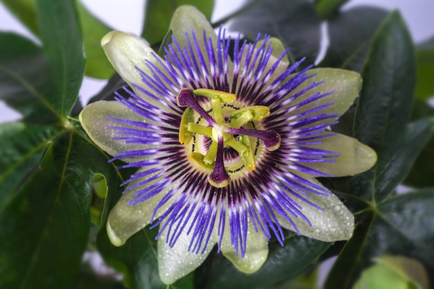 Passiflora passionflower with dew water drops Big beautiful flower