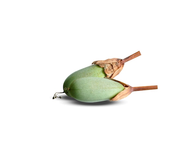 Photo passiflora tarminiana or curuba is edible fruit and used in various prosses food