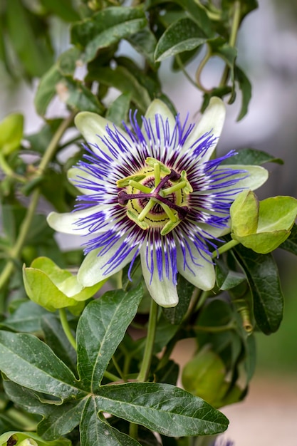 Foto passiflora van dichtbij bekijken. passiebloem (passiflora caerulea) blad in tropische tuin. mooie passievruchtbloem of passiflora (passifloraceae).