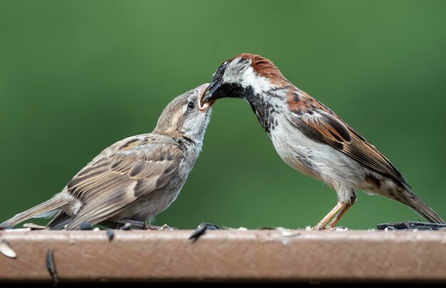 Foto passare il cibo