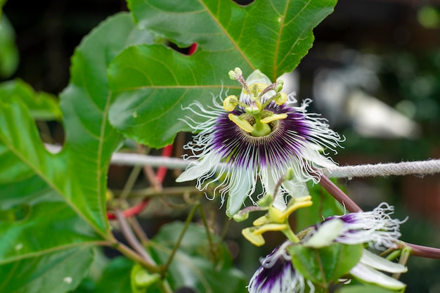 Passion flower hanging on the plant in a garden