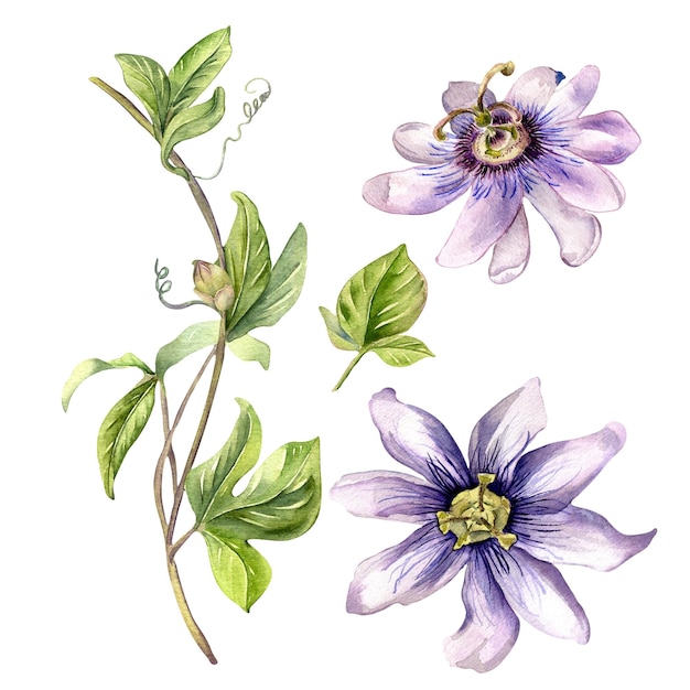 Passion flower plant watercolor illustration isolated on white