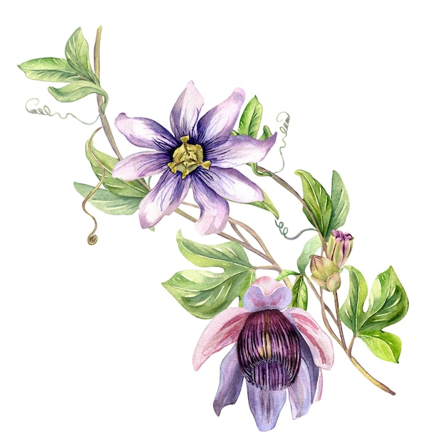 Passion flower plant watercolor illustration isolated on white