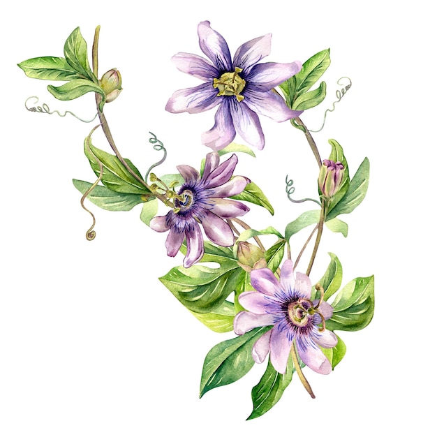 Passion flower plant watercolor illustration isolated on white