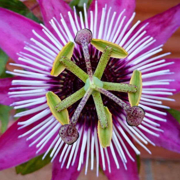 Foto fiore della passione