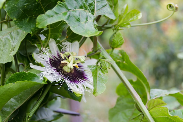 passion flower