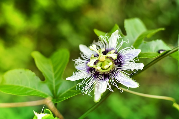 Fiore della passione