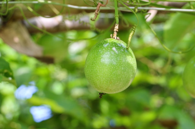 Passion fruit farm, lots of raw and fresh passion fruit on the tree