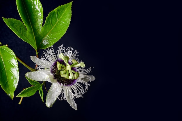 黒の背景にパッションフルーツの花、夏の健康的な果物