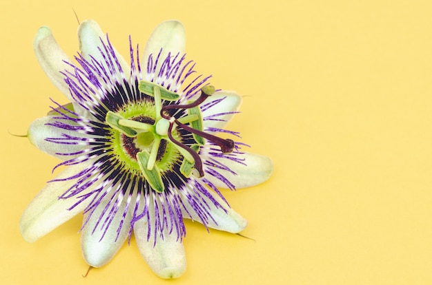 Passion fruit flower on yellow background. Copy space. Top view.