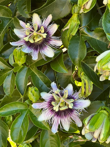 Photo passion fruit flowers