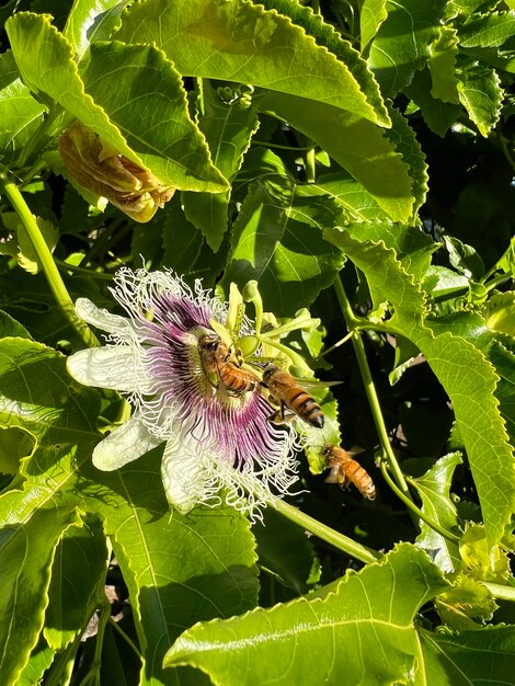 Photo passion fruit flowers