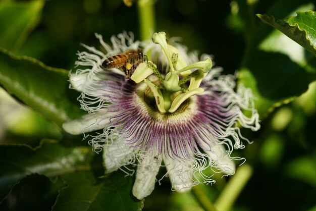 Photo passion fruit flowers