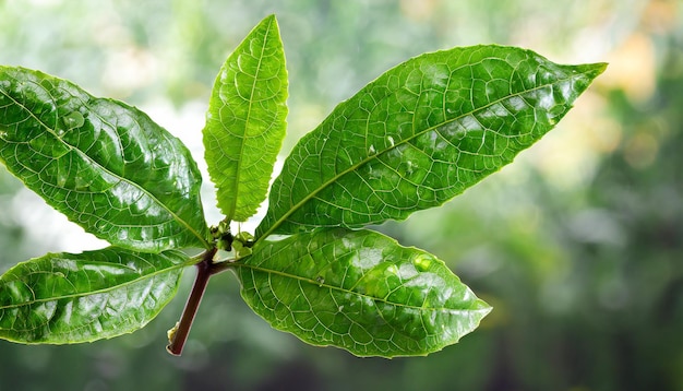 Photo passion fruit leaf