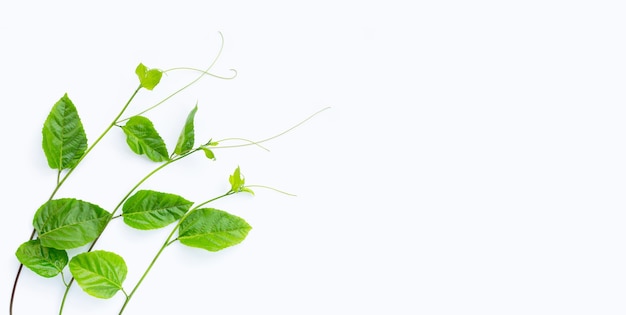 Passion fruit leaves on white surface