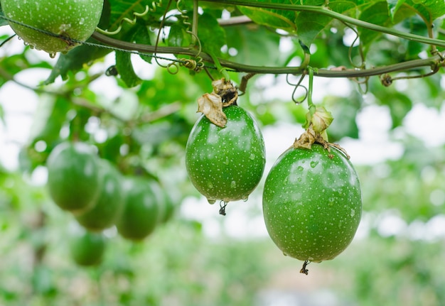  passion fruit on the vine.