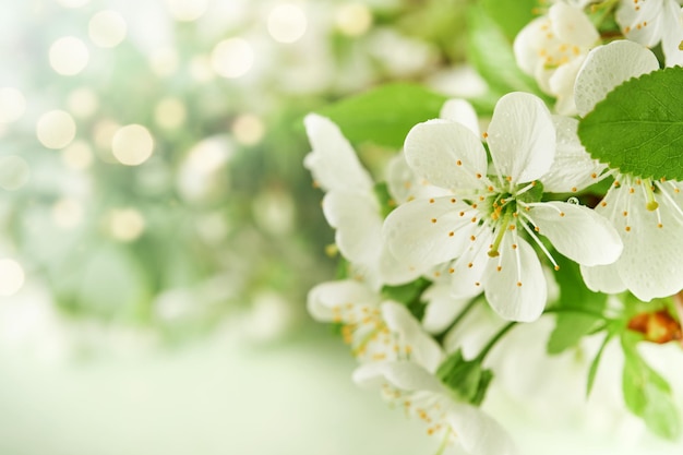 Passover blooming white apple or cherry blossom on green background Happy Passover background Spring Easter background World environment day Easter Birthday womens day holiday Top view Mock up