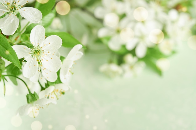 Passover blooming white apple or cherry blossom on green background Happy Passover background Spring Easter background World environment day Easter Birthday womens day holiday Top view Mock up