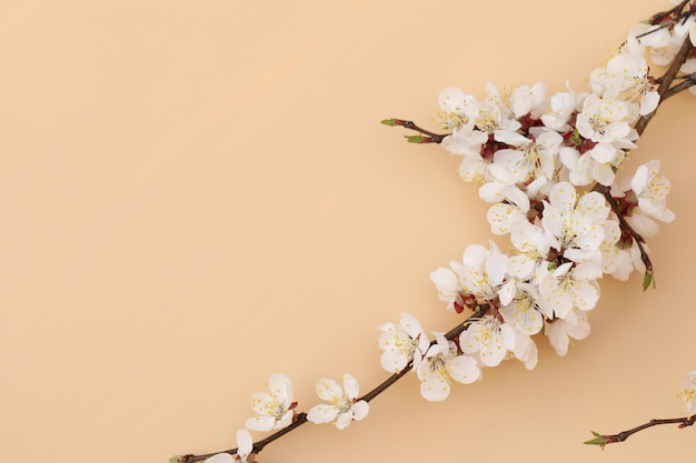 pastel background with apricot white blossom and copy space