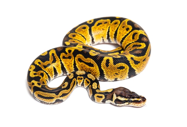 Pastel bal python Python Regius geïsoleerd op wit