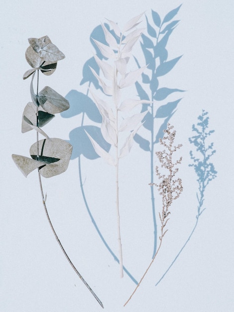 Photo pastel botanicals