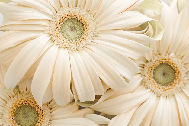 Pastel champagne gerbera bloemen bruiloft textuur achtergrond