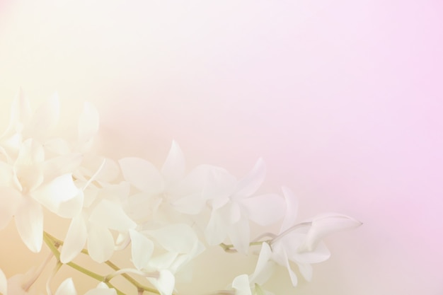 Pastel color orchid flowers in soft and blur style.Vintage background.