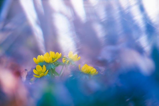 Пастельно-желтый зимний цветок аконита