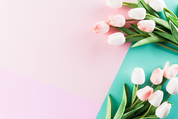 Pastel Colours Background with  tulip flowers flat lay patterns.