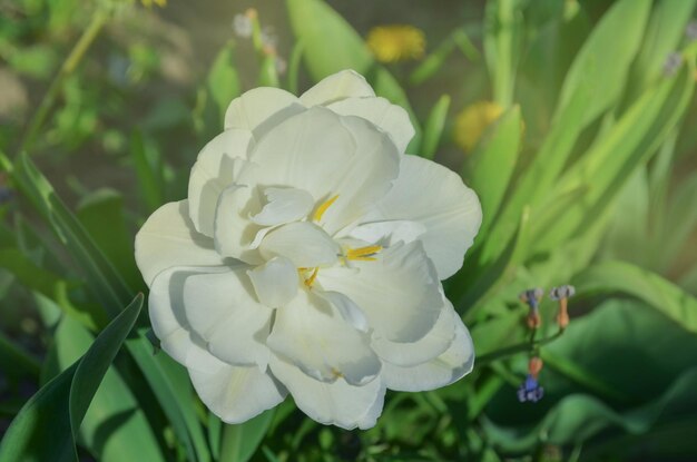 Pastel dubbele tulpen Witte tulpen close-up