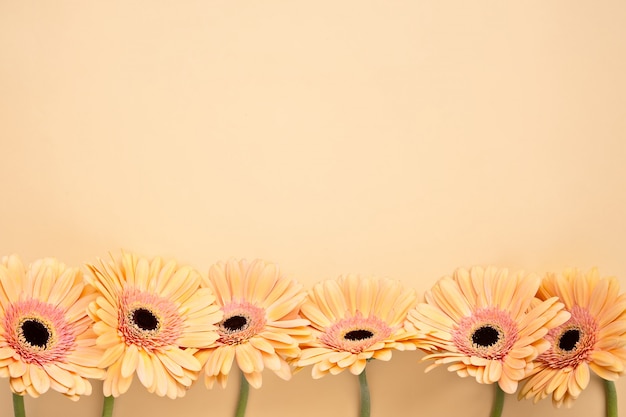 Pastel orange Gerbera daisy flowers on orange  background  with copy space , top view