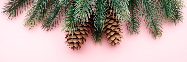 Pastel pink background, fir tree and cones. Background
